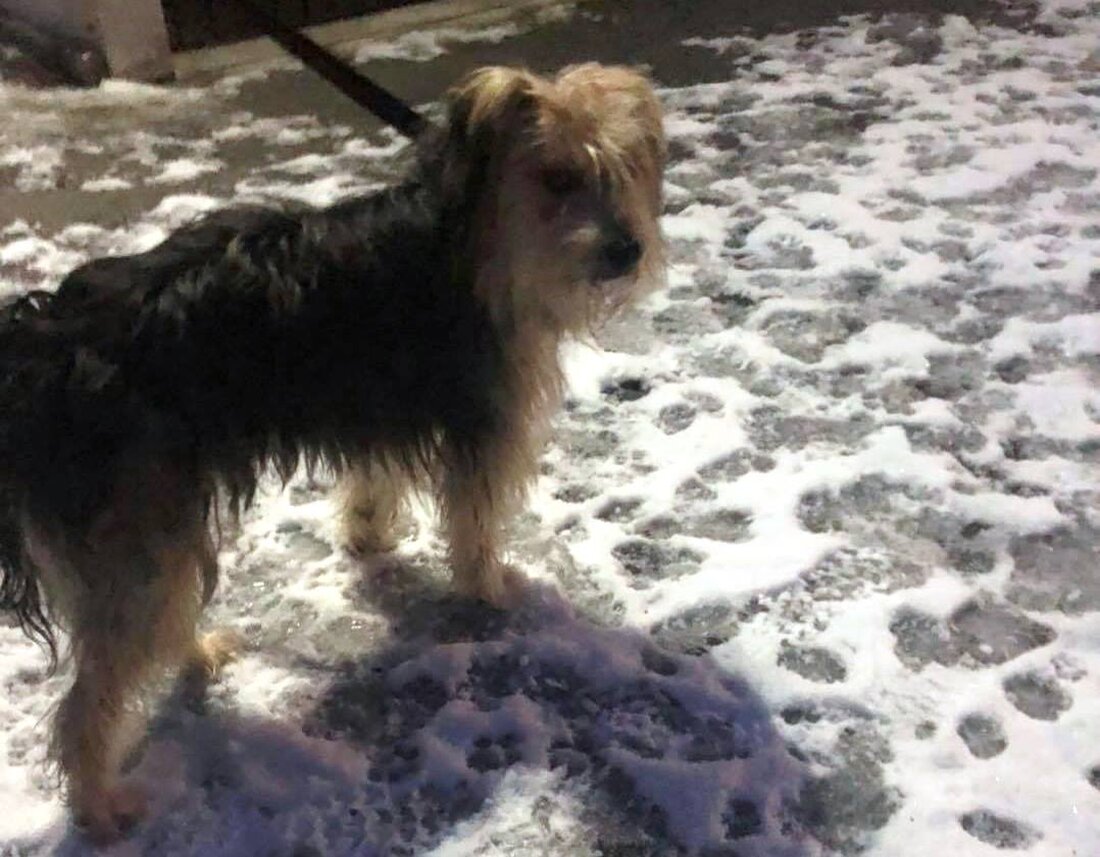 Plößberg. Bei Plößberg ist ein freilaufender Hund aufgetaucht. [Update] Inzwischen ist er wieder zu Hause.  [Meldung vom 3. Januar 2021, 13:25 Uhr] Am Samstagnachmittag hat die Polizei einen freilaufenden Hund [&hellip;]