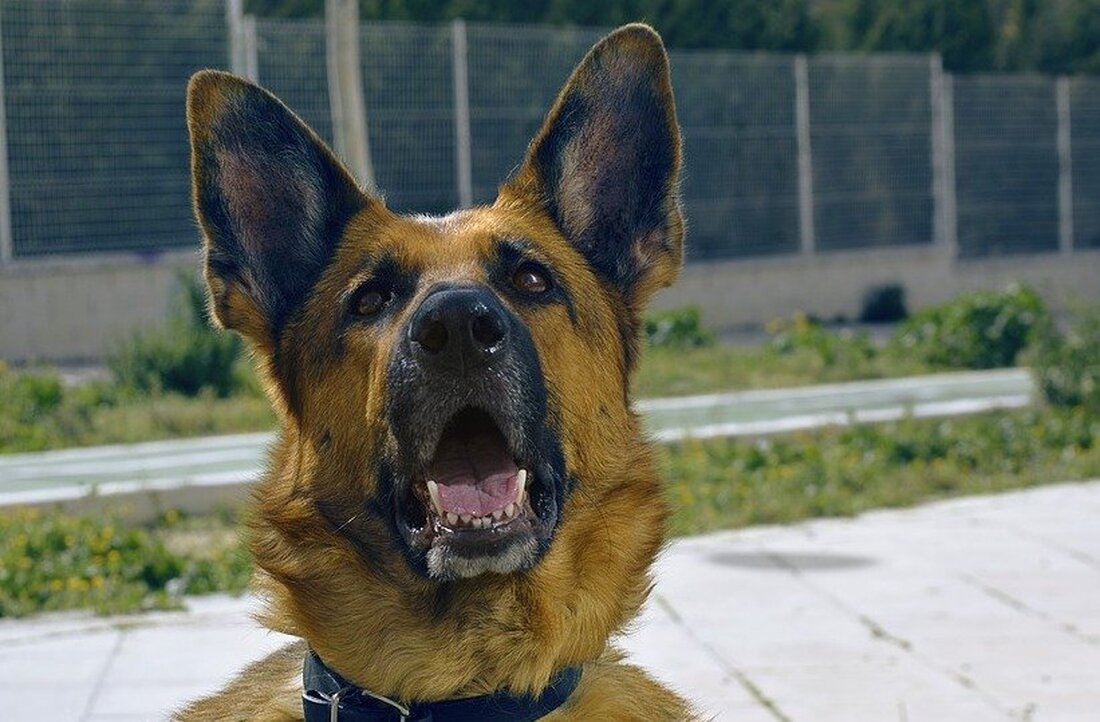 Eschenbach. Ein freilaufender Schäferhund hat eine Passantin (18) in Eschenbach gebissen. Die Polizei sucht Zeugen.  Wie die Polizei Eschenbach mitteilt, war die Pressatherin (18) am Dienstagabend zu Fuß in der [&hellip;]