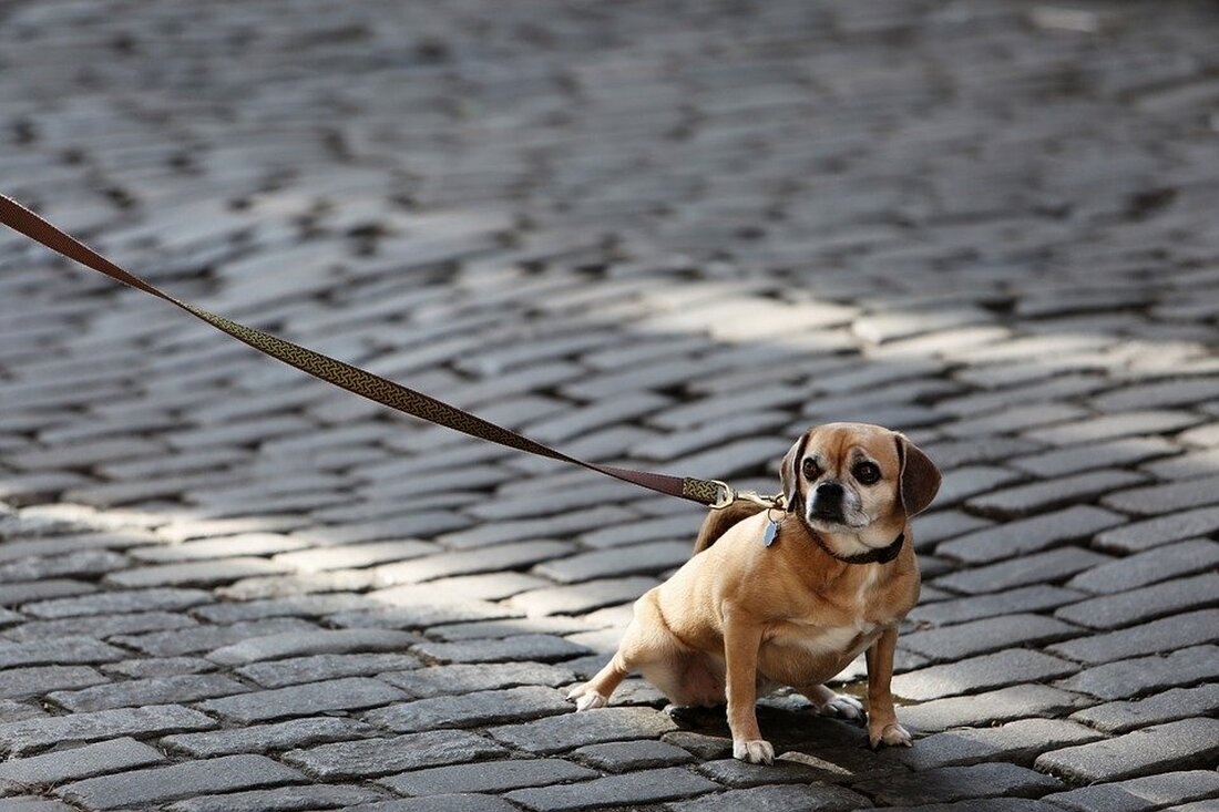 Neustadt/WN. Zwei Hundebesitzer, zwei Hunde, eine Anzeige wegen Körperverletzung. Beim Spaziergang verletzte ein Hund einen Jugendlichen (17) an der Hand.  Der 17-Jährige führte am Dienstagabend in Neustadt/WN seinen Hund Gassi [&hellip;]