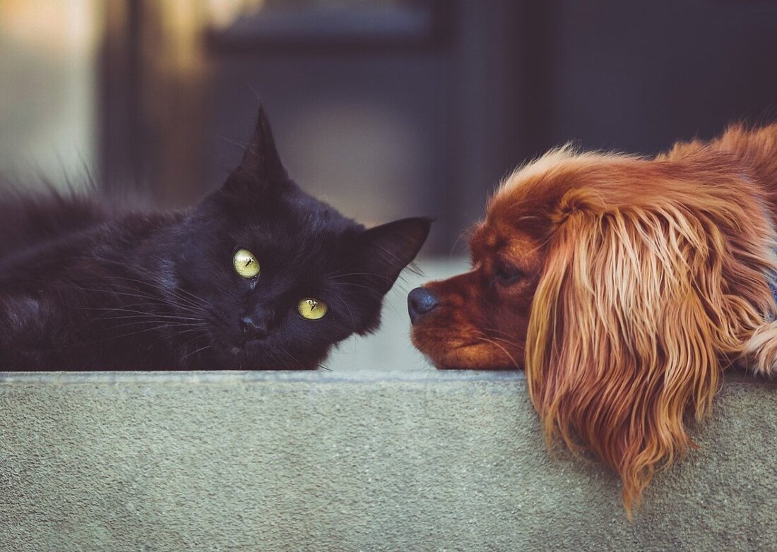 Nordoberpfalz. Katzenfreund oder Hundeliebhaber? Welche Haustiere bevorzugen die Nordoberpfälzer? Wir wollen's wissen!