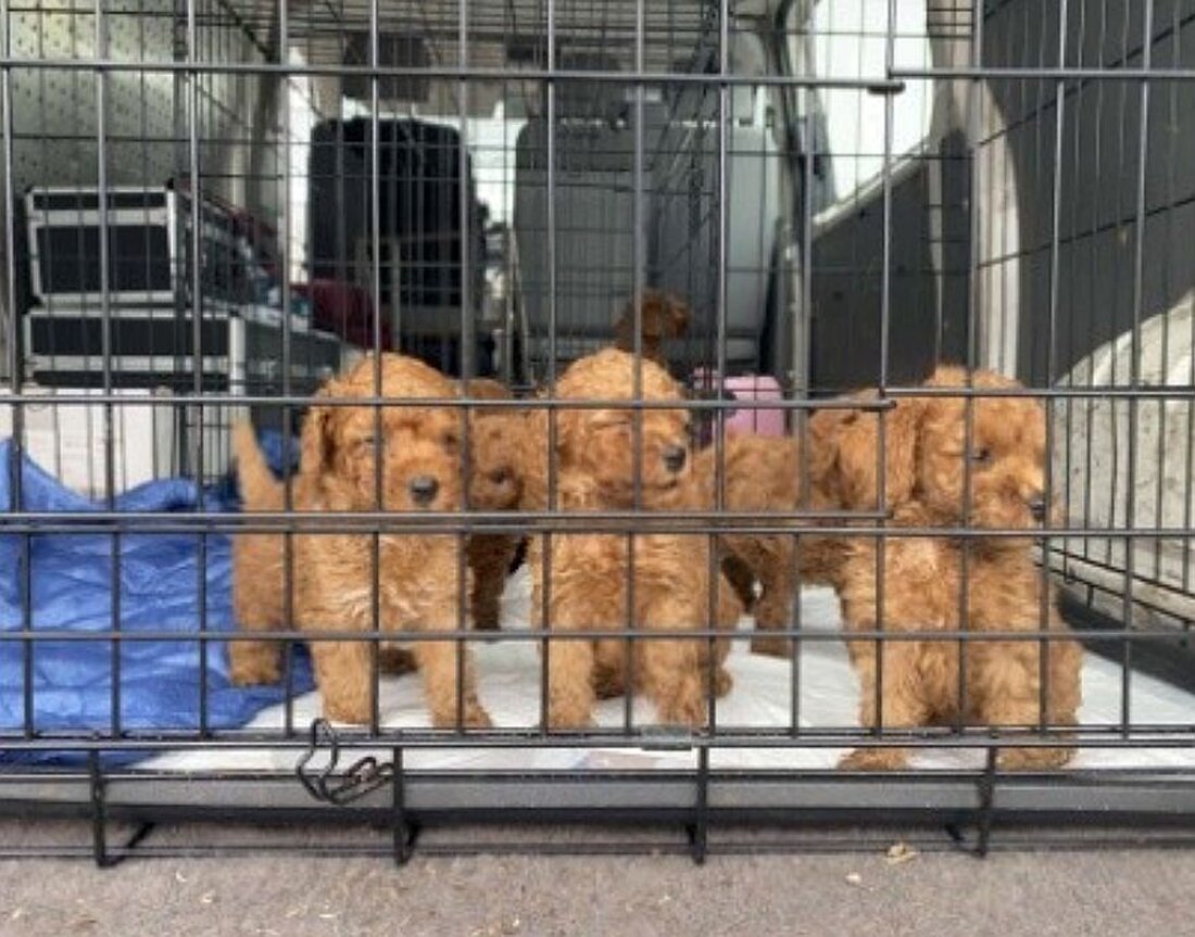 Waidhaus. Am Samstagvormittag kam es zu einem Einsatz der Grenzpolizeiinspektion Waidhaus, bei dem ein illegaler Welpentransport gestoppt wurde. 