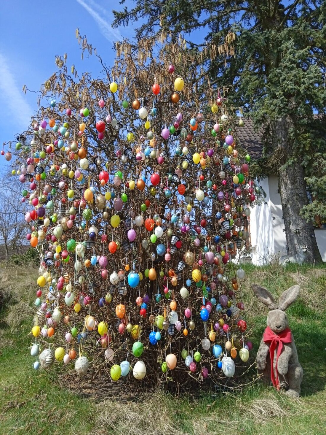 Floß. Im Garten von Christina Kreuzer schmückt ein über drei Meter hoher Haselnussbaum Hunderte bunter Ostereier und zieht viele Blicke auf sich. Die frühlingshafte Tradition besteht seit 30 Jahren und bleibt noch Wochen zu sehen.