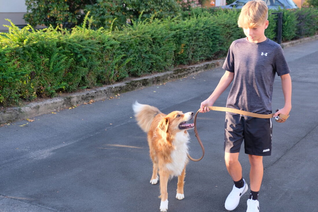 Kirchenthumbach. Die Kommunalwahlen schrecken Bürgermeister und Marktgemeinderat nicht davor zurück, über eine spezielle Gemeindesteuer zu beraten. Das Gremium thematisiert die Hundesteuer. Doch die Ratsversammlung meint es gnädig mit Herrchen und Frauchen.