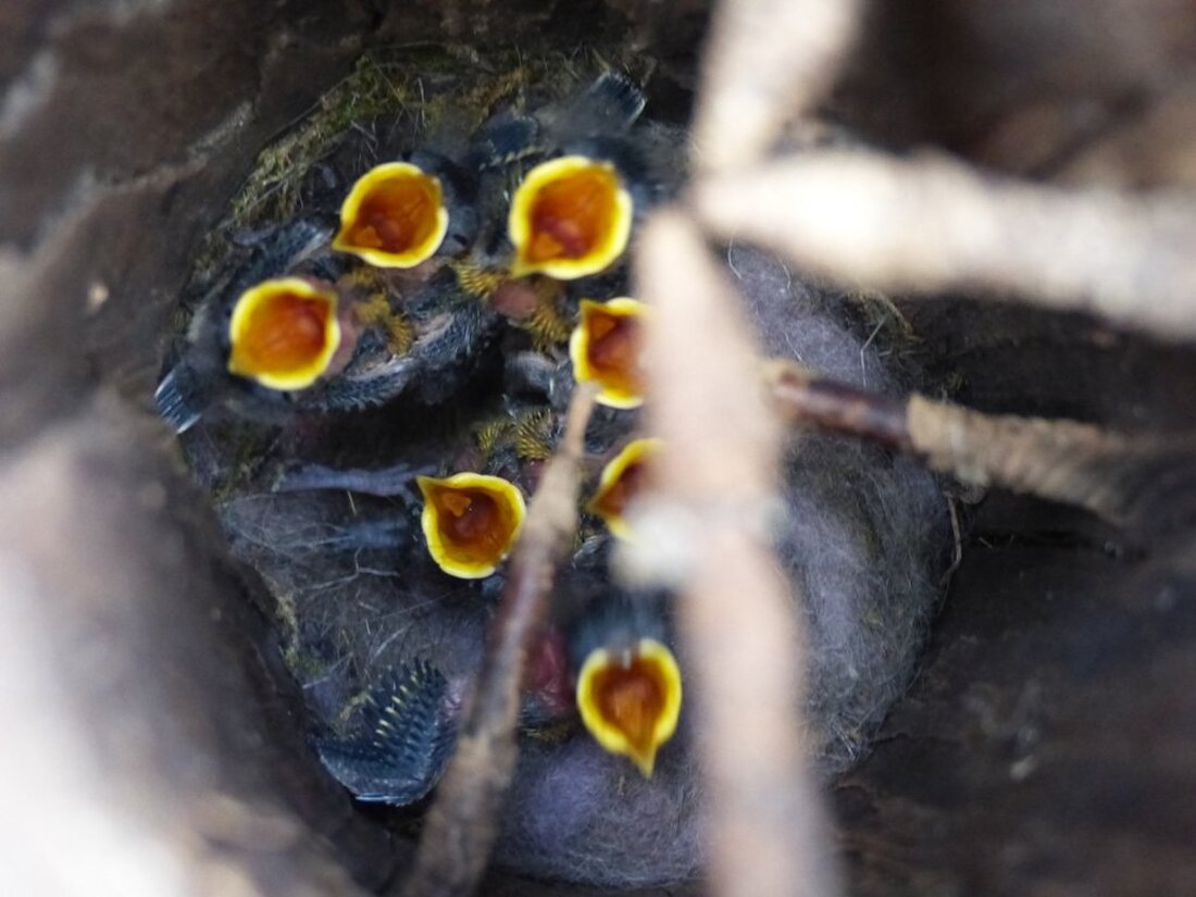 Döllnitz. Für das Aufziehen ihrer Brut hat sich eine Vogelmama in Döllnitz einen überraschenden Nistplatz ausgesucht. In einem abgesägten Baumstamm in circa 40 Zentimeter Tiefe schlüpften sieben Kohlmeisen. Von Sieglinde [&hellip;]