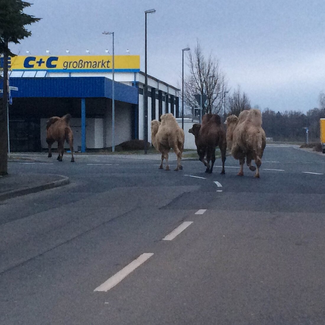 Weiden. Heute Morgen waren vier Kamele in der Georg-Stöckl-Straße unterwegs. Sie waren einem Zirkus, der gerade auf dem Festplatz gastiert, entwischt. Um 06.40 Uhr teilte ein Verkehrsteilnehmer der Polizei mit, dass [&hellip;]