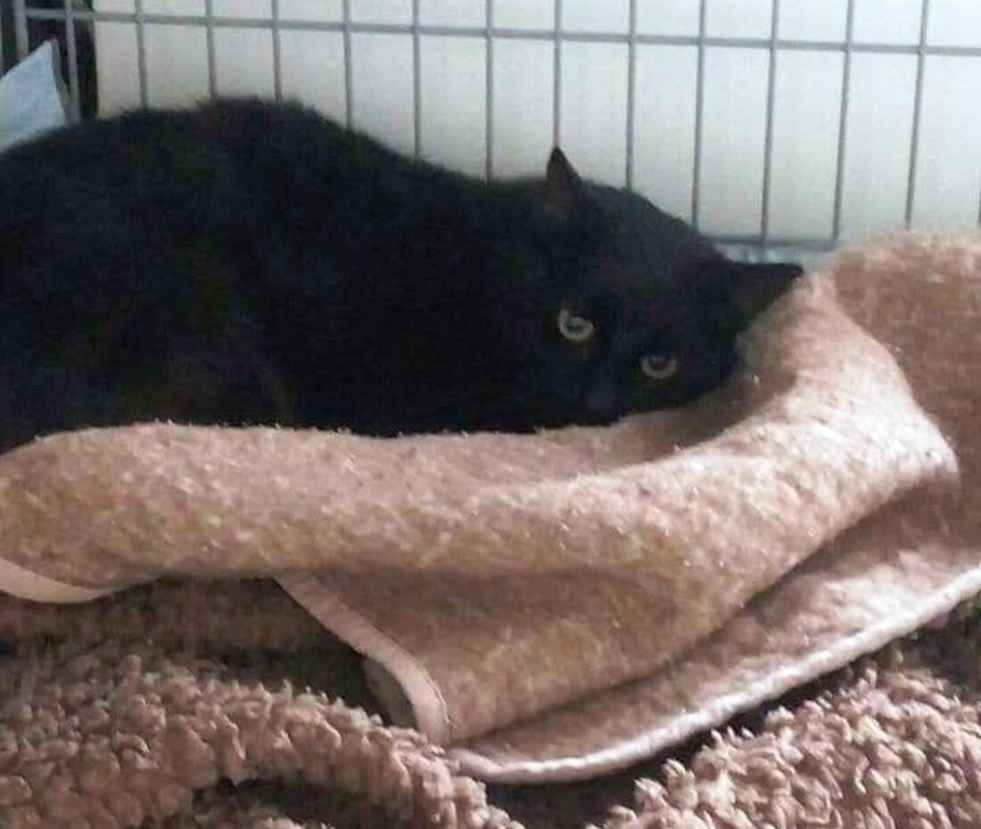 Pleystein. Ein verletzter schwarzer Kater wartet in einer Tierarztpraxis auf seinen Besitzer. Er wurde in Pleystein gefunden. Am Montag, den 06.11.2017 wurde in Pleystein in der Vohenstraußer Straße vor dem [&hellip;]