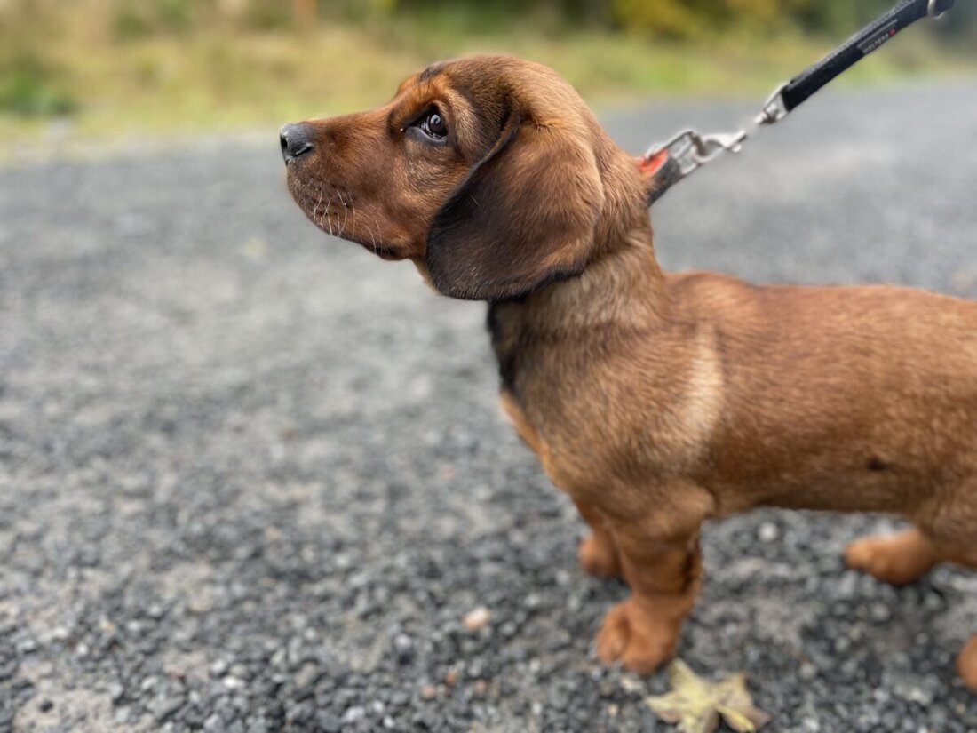 Schwarzenfeld. Die Polizei Nabburg sucht Zeugen eines Vorfalls vom 13. November. Der Hund einer 60-Jährigen wurde dabei von einem freilaufenden Hund verletzt.