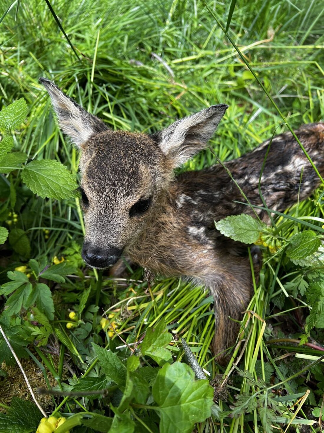 Weiden. Am 16. April 2025 findet ein Infoabend zur Rehkitzrettung in der Orange Lounge der OTH Amberg-Weiden statt, mit Vorträgen und einer Vorführung der Rettung mit Wärmebilddrohnen.
