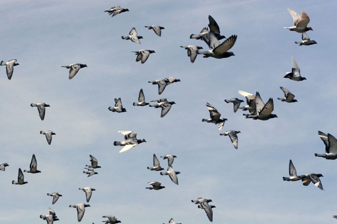 Irchenrieth. Die Reisegemeinschaft Hirschau-Weiden feierte bei ihrem 3. Brieftauben-Preisflug des Jahres aus Heilbronn einen Erfolg, bei dem die ersten acht Plätze von Tauben aus Irchenrieth belegt wurden. Die schnellste Taube flog 226 Kilometer mit einer Geschwindigkeit von über 90 km/h.