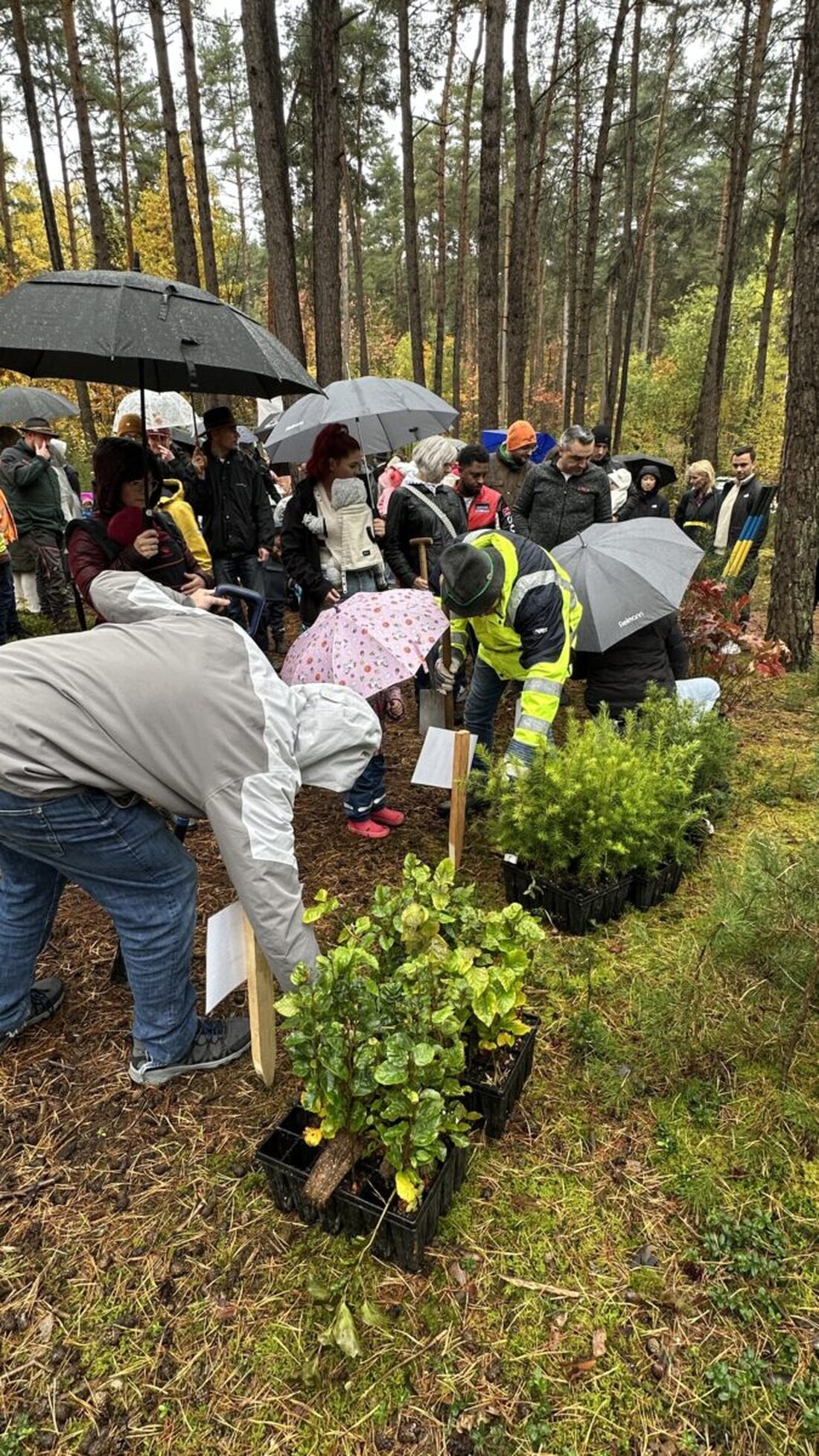 Schwandorf. Die Stadt setzt ein grünes Zeichen für seine jüngsten Einwohnerinnen und Einwohner: Im Herbst 2025 fand zum 20. Mal die beliebte Baumpflanzaktion für Neugeborene statt.