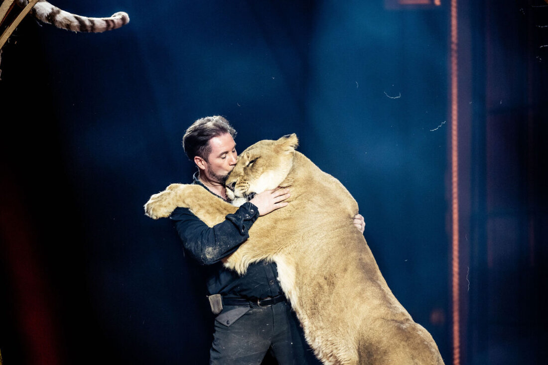 Amberg/Regensburg. Der Circus Krone zeigt sein spektakuläres Programm „Farbenspiel – Gold Edition“ in Amberg und Regensburg.  Mit dabei: Martin Lacey mit seinen legendären weißen Löwen und Zirkusdirektorin Jana Mandana Lacey-Krone mit ihren majestätischen Pferden.
