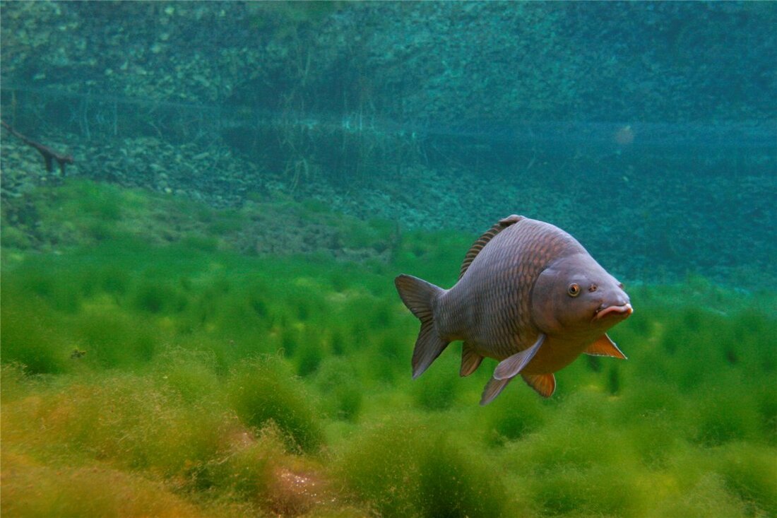 Tirschenreuth. Laut dem Fischratgeber der Umweltorganisation Greenpeace ist einzig der Karpfen „ausnahmslos empfehlenswert“. Fisch gilt als eines der gesündesten Nahrungsmittel überhaupt, der Verbrauch steigt stetig. Genauso rasant nimmt jedoch auch [&hellip;]
