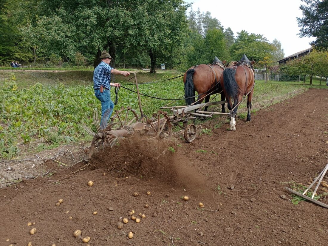 Neusath. Das Freilandmuseum Oberpfalz veranstaltet am 22. September einen großen Kartoffeltag, bei dem Besucher ernten und verschiedene Kartoffelgerichte probieren können.