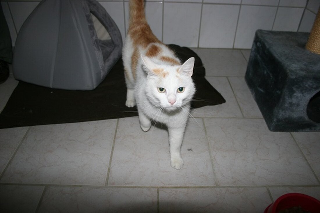 Weiden. Kater Ricky sucht ein neues Zuhause. Wer nimmt ihn auf?  Im Tierheim Weiden sind die Mitarbeiter von dem jungen Kater Ricky ganz verzückt. Er ist ein richtiger Schmusekater – [&hellip;]