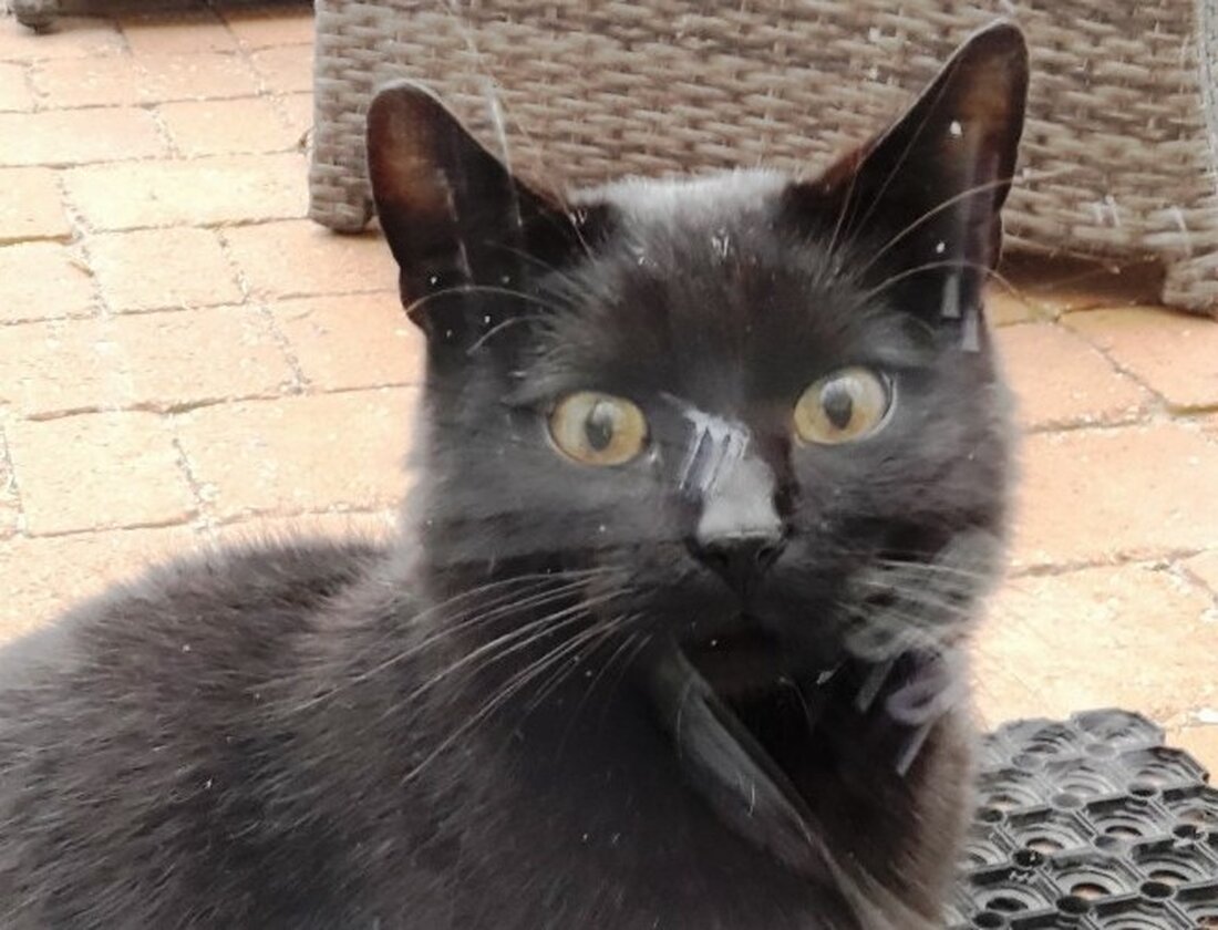Parkstein. Seit gut einer Woche sitzt ein lieber schwarzer Kater vor der Terrasse von Familie Kräml. Der zutrauliche Kerl gehört sicher jemandem, da ist sich die Familie sicher.  Auf einmal war [&hellip;]