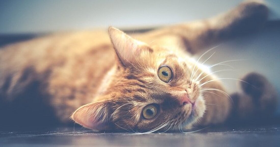 Burglengenfeld. Am Freitag stellte ein Anwohner der Schmidmühlener Straße fest, dass eine frei laufende Katze, die regelmäßig zu ihm kommt, einen zugezogenen Kabelbinder um den Hals hatte.