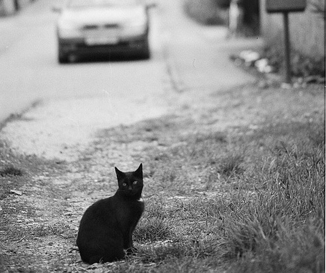Weiden. Dieser Mann ist ein echter Tierfreund. Leider hatte das für ihn jetzt böse Folgen. Wegen einer Katze krachte er in ein Straßenschild. Am Dienstag, gegen 11:00 Uhr, war der [&hellip;]