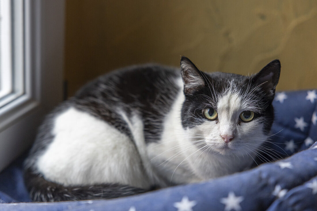 Maxhütte-Haidhof. Eine Katze wurde schwer verletzt, nachdem sie mit einem Luftgewehr beschossen wurde; ein E-Scooter-Fahrer und ein Auto-Fahrer wurden unter Drogen- und Alkoholeinfluss gestoppt.