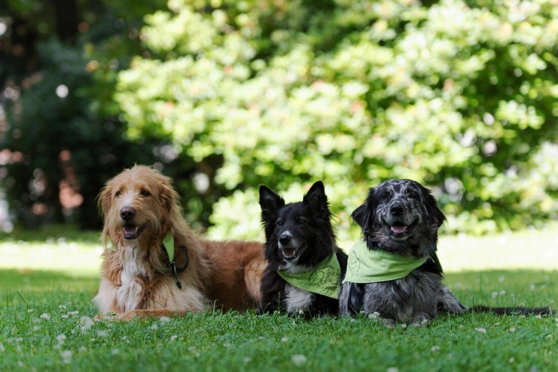Tirschenreuth. Wie verhält man sich in verschiedenen Situationen gegenüber fremden oder auch bekannten Hunden? Diese und viele weitere nützliche Tipps können Kind beim zweitägigen Workshop der Kommunalen Jugendarbeit lernen. Am [&hellip;]