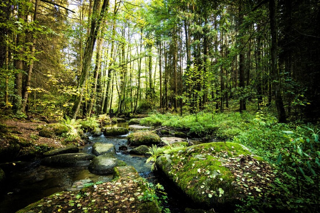 Tirschenreuth. Am Sonntag, 22. November 2026, startet eine kostenfreie Busexkursion ins Naturparkland im Landkreis Neustadt/WN – mit geologischen Höhepunkten von Rosenquarzfelsen über Lerautal bis zum „Vulkan“ Parkstein.