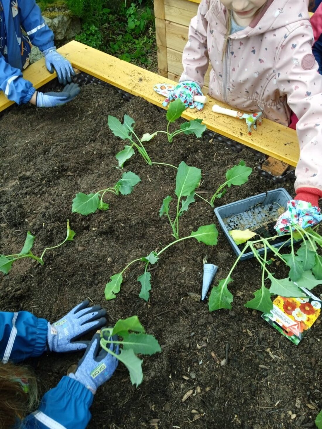 Schnaittenbach. Der Obst- und Gartenbauverein Schnaittenbach hat Hochbeete für die Kindergruppe "Kräutergartenkids" aufgebaut, die bereits mit dem Anpflanzen begonnen haben. Die Hochbeete wurden von lokalen Unternehmen gesponsert und von den Kindern mit Kohlrabi, Erdbeeren, Salat und gelben Rüben bepflanzt.
