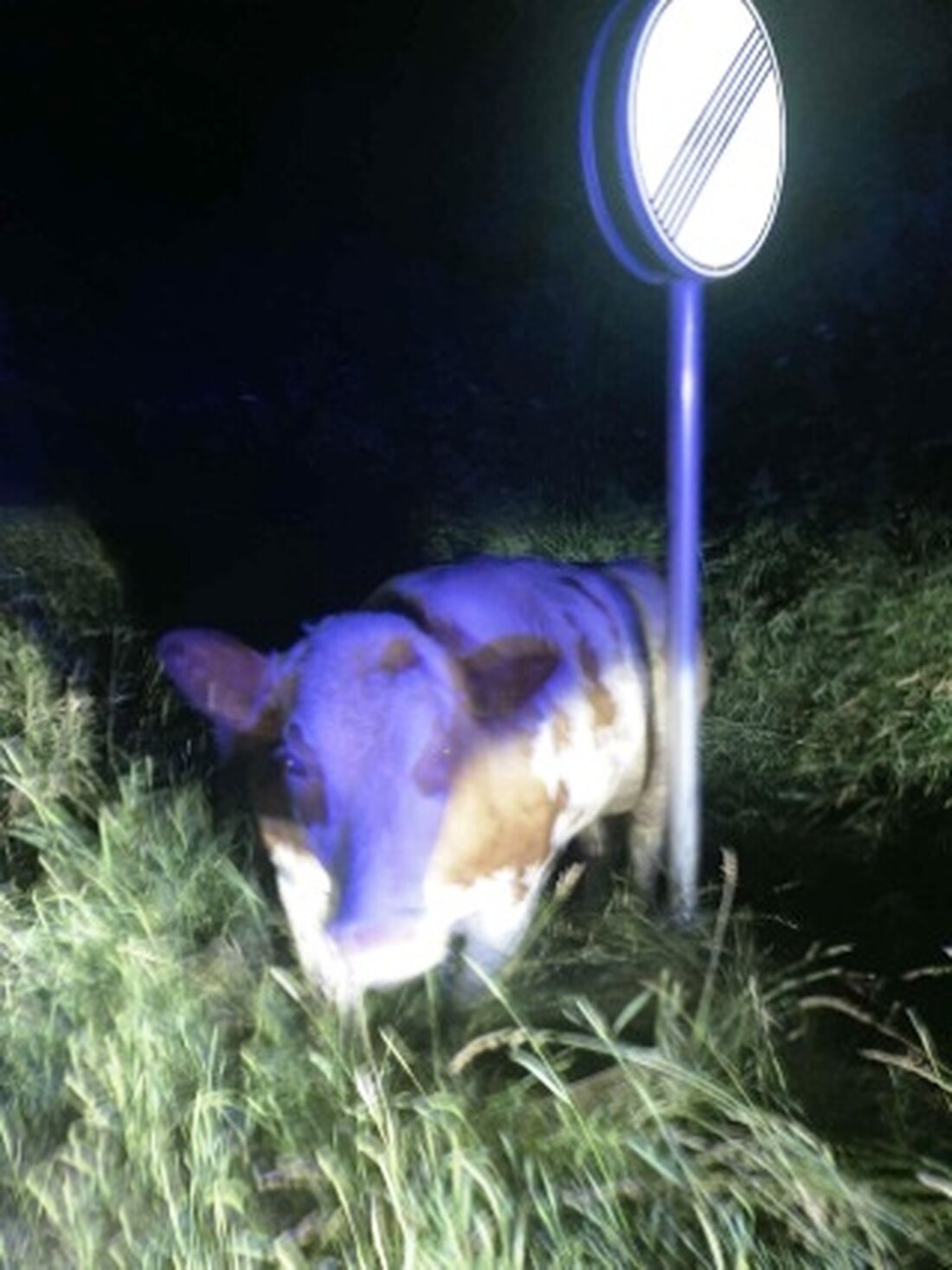 Fuchsmühl. Ungewöhnlicher Einsatz für die Tirschenreuther Polizei. In der Nacht wurden die Beamten wortwörtlich zu Cowboys. 