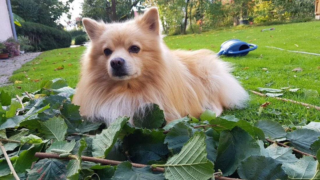 Nordoberpfalz. Wir haben euch zum Liebe-dein-Haustier-Tag am 20. Februar aufgefordert, uns Bilder von euren Haustieren zu schicken. Und hier kommen sie!