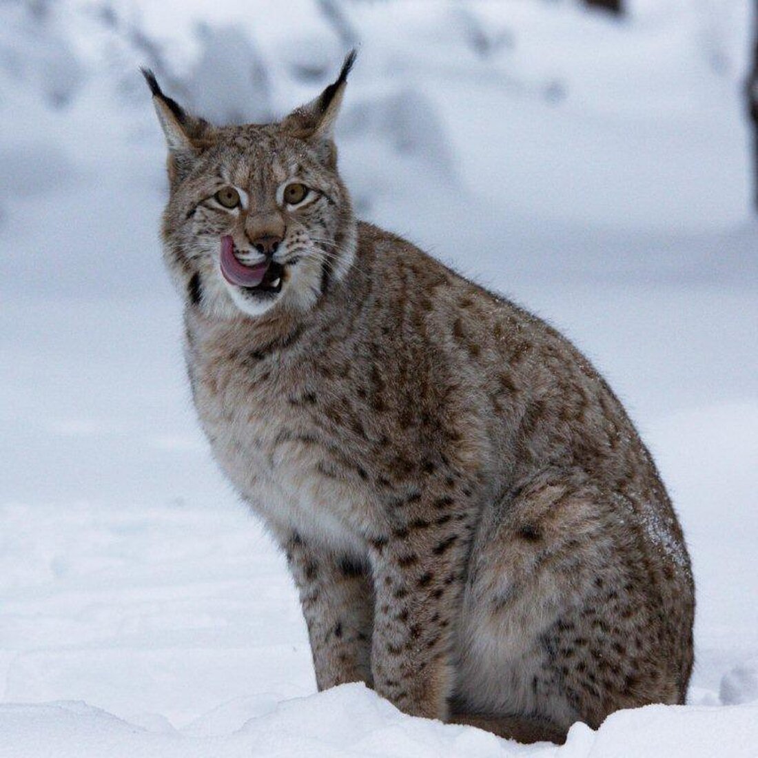 Friedenfels. Nordostbayern als Heimat von Luchs und Wolf? Dieses noch vor wenigen Jahren undenkbare Szenario ist keine Vision mehr. Während sich der Lebensraum des Wolfs bisher auf den Truppenübungsplatz Grafenwöhr in der [&hellip;]