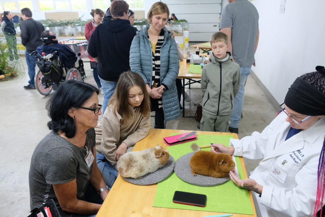 Eschenbach. Zur Meerschweinchenschau reisten Züchter aus Thüringen, Sachsen und Tschechien an, 125 Tiere wurden von den Preisrichtern bewertet. 