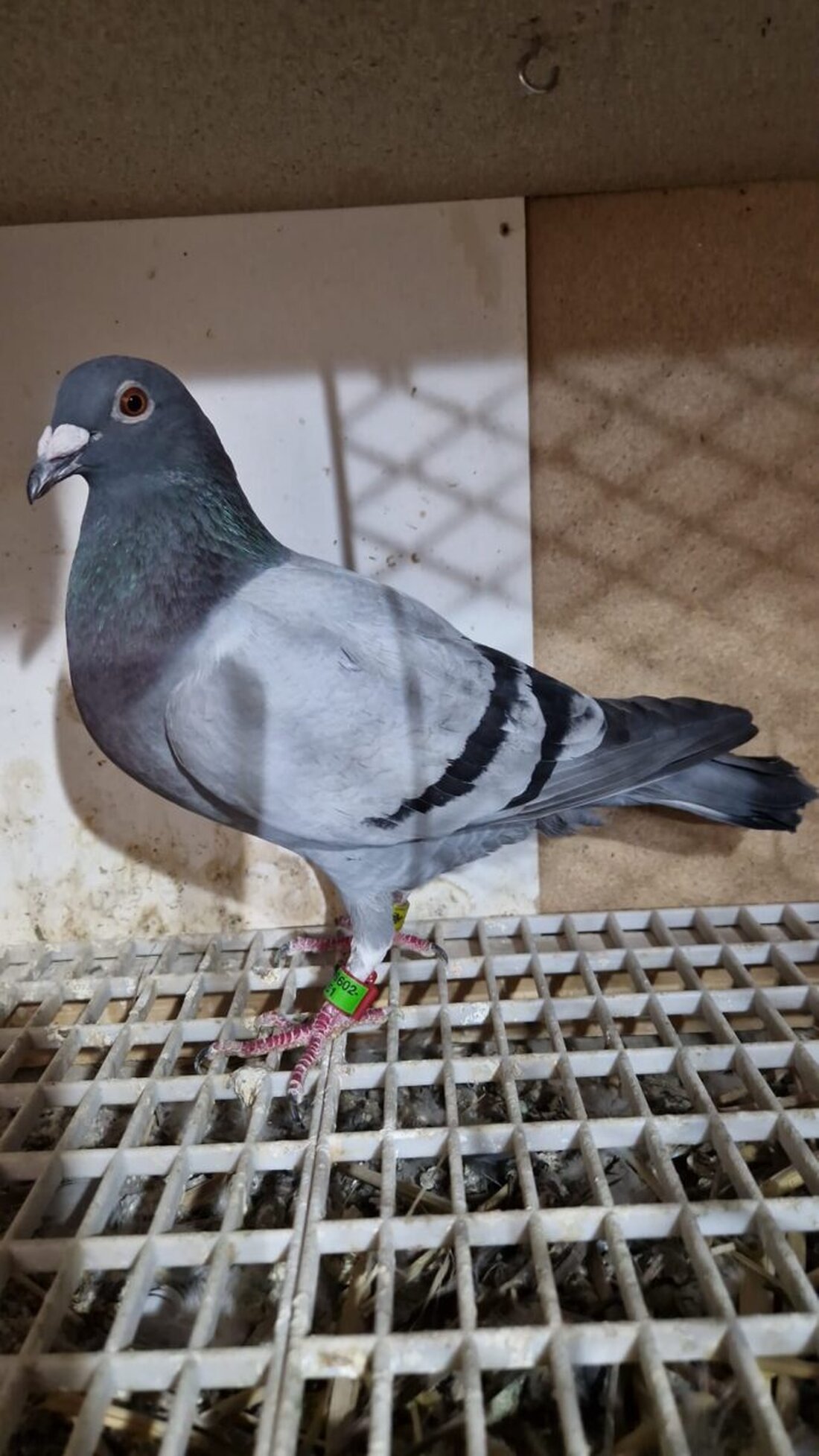 Weiden. Dieter Meiler hatte bei einem Brieftauben-Wettflug am 13. Juli 2025 die schnellste Taube. Seine Taube flog 515 Kilometer mit einer Durchschnittsgeschwindigkeit von ca. 93 km/h.