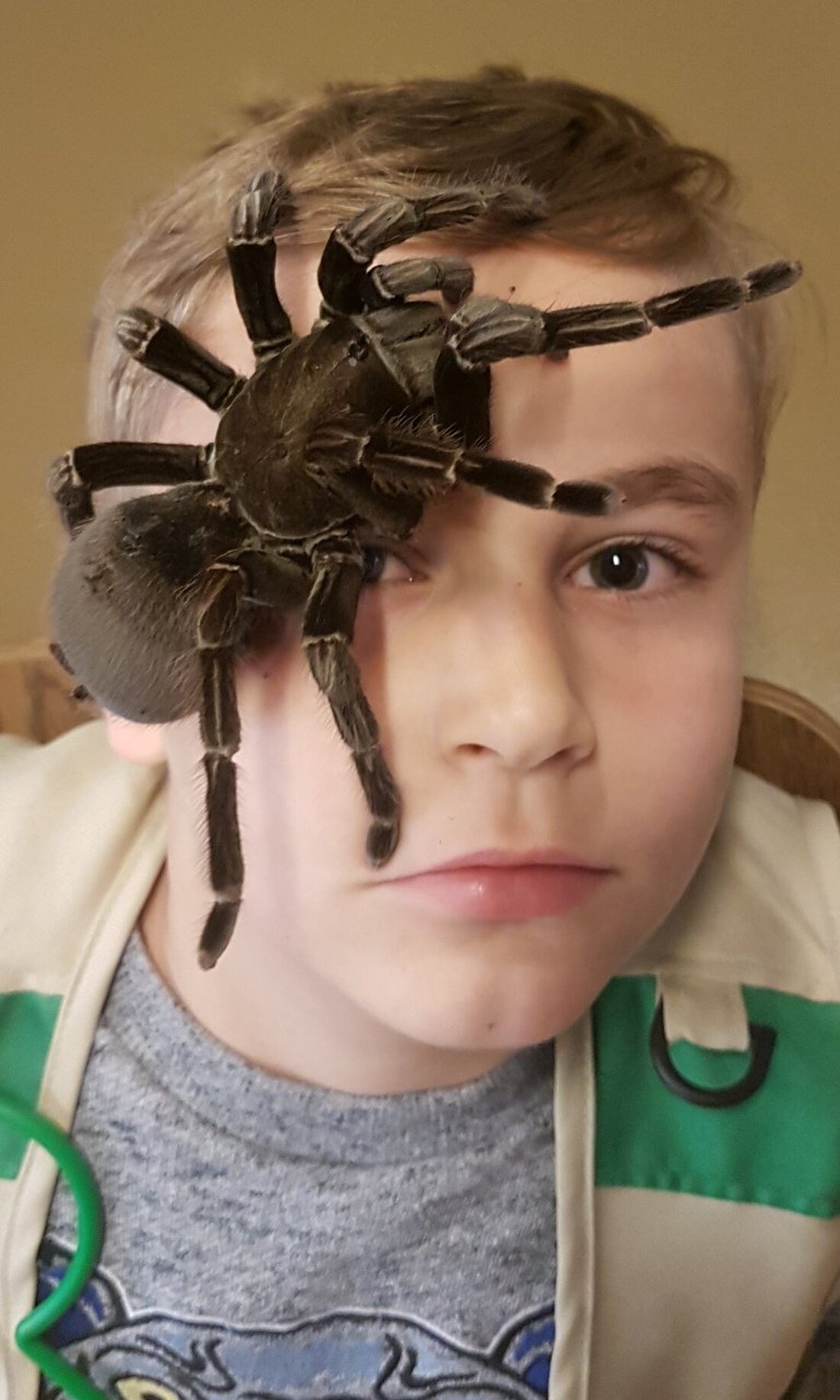 Weiden. Sie sind ungefähr 300 Millionen Jahre alt, oft ganz schön schnell und meistens überhaupt nicht gern gesehen: Spinnen. Wer in Weiden aber bald besonders große Exemplare der unbeliebten Krabbeltiere [&hellip;]