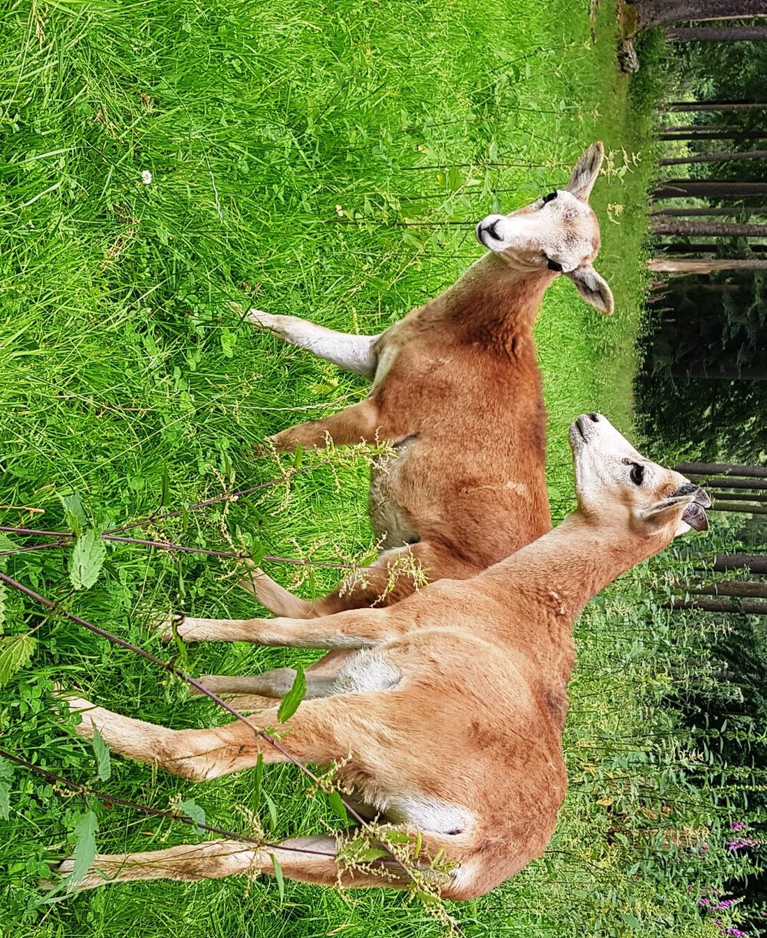 Eslarn.  Das Eslarner Wildgehege hat Zuwachs bekommen. Zwei junge Muffel sind dieser Tage eingezogen und bereichern den sehenswerten Wildpark. Ursprünglich waren diese Mufflons nur auf den Mittelmeerinseln Korsika und Sardinien [&hellip;]