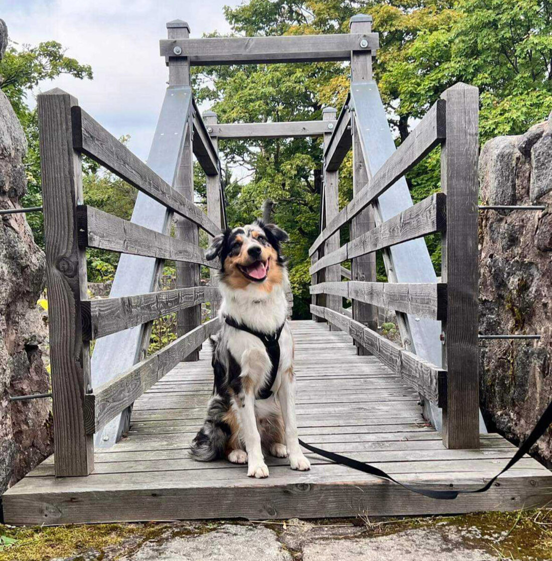 Nordoberpfalz. Einmal wieder haben wir euch aufgefordert uns Bilder zu schicken. Diesmal zum Welthundetag, welcher auf den 10. Oktober fällt. Wir wünschen euch viel Spaß beim Durchstöbern der Galerien! 