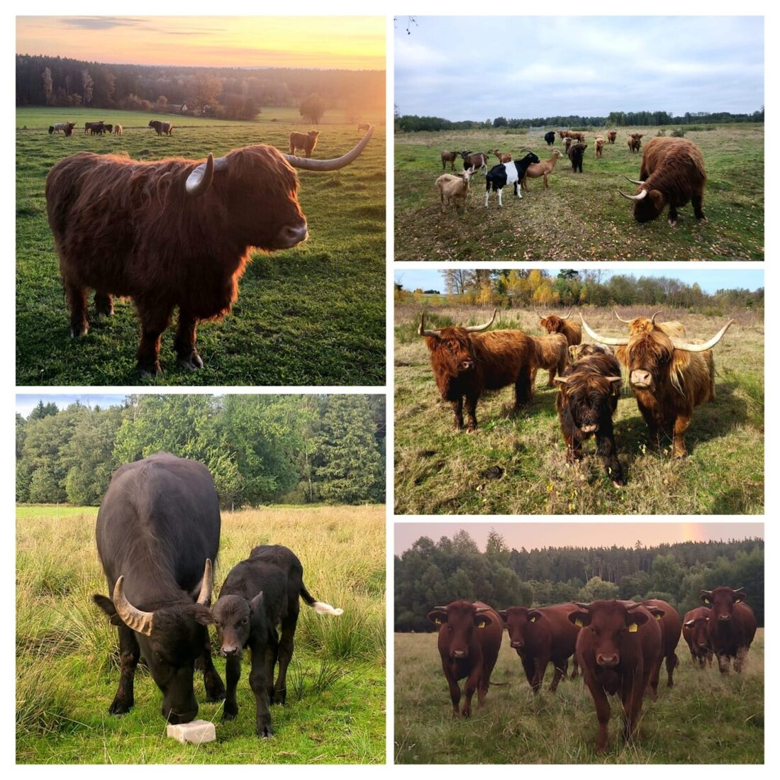 Immenreuth. Marion und Martin Wolf erhalten den Titel Naturschutzpartner Landwirt 2025; die Ehrung von Umweltministerium, Bauernverband und DVL würdigt ihren Einsatz für Artenvielfalt und traditionelle Bewirtschaftung.
