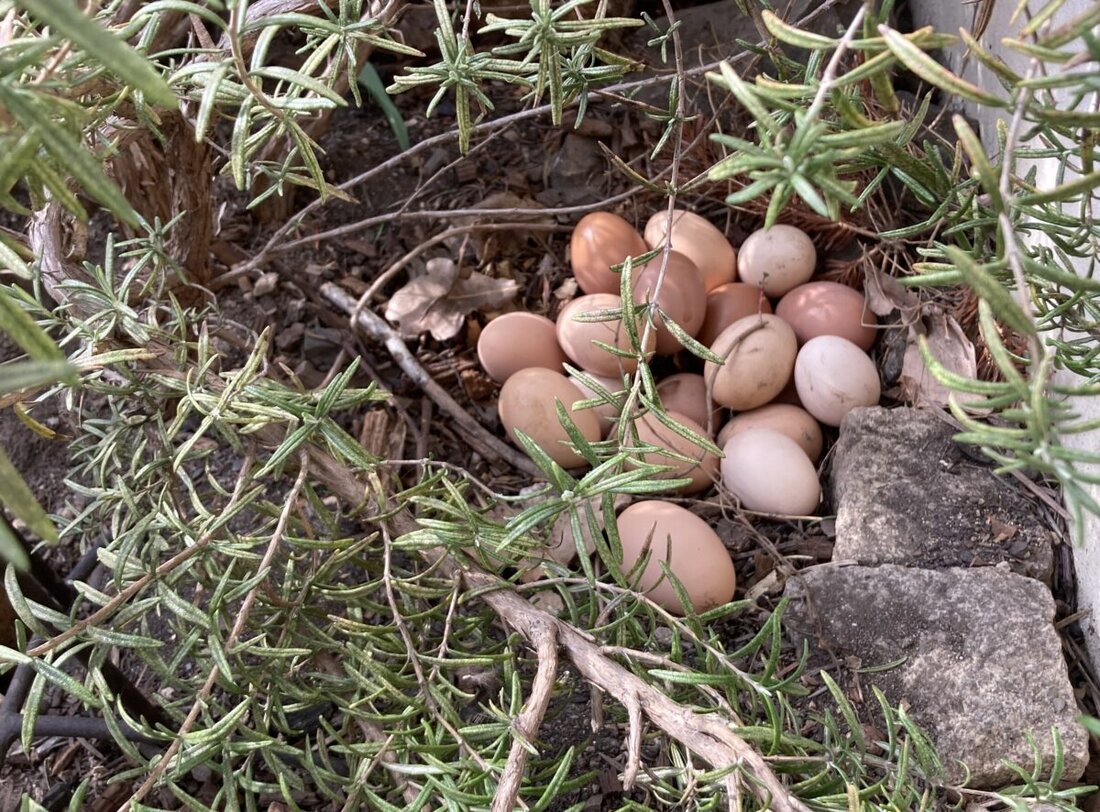 Nordoberpfalz. Scharren, picken, Meter machen: Hühner lieben Freilandhaltung. Wo kauft Ihr in der Nordoberpfalz Eier von glücklichen Hühnern? Wir sammeln Eure Kommentare hier und auf facebook in diesem Artikel, um diese beste von allen Haltungsformen zu unterstützen.