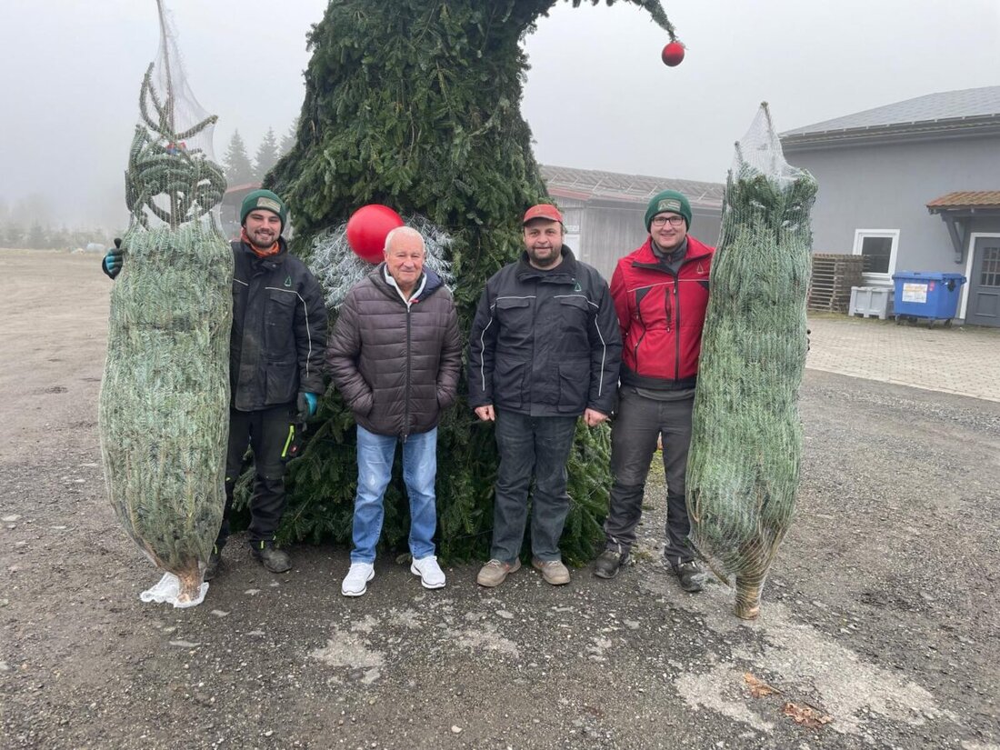 Eslarn. Ein Italiener sichert sich seit rund 25 Jahren beim Eslarner Tannenhof in der Adventszeit herrliche Nordmanntannen, die seither seine Firma und seine Wohnung als Christbäume bereichern. 