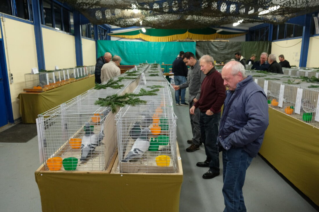 Tremmersdorf. Brieftaubenzüchter feierten bei einer Ausstellung die Erfolge der Saison 2024, wobei Rudi Fremuth als Deutscher Meister hervorging. Die Veranstaltung betonte das Tierwohl und zeichnete Züchter für herausragende Leistungen aus.