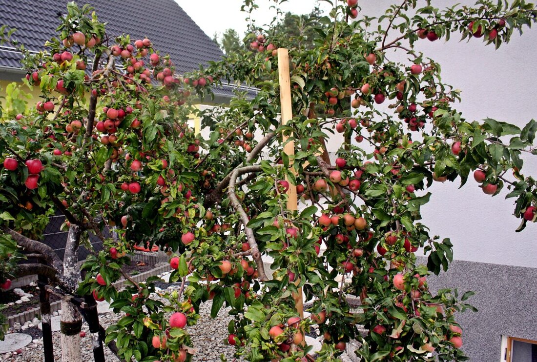 Neustadt. Die Stadt informiert über die Plattform mundraub.org, die öffentlich zugängliche Obstbäume zum Pflücken auflistet, auch in Neustadt.