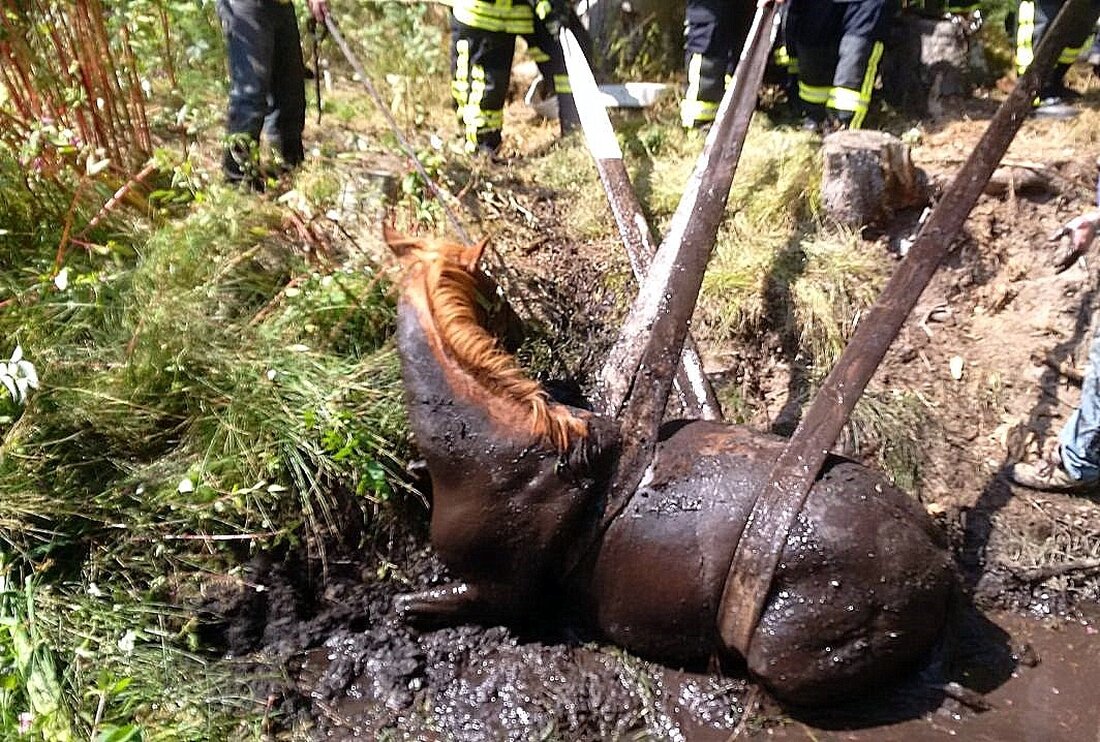Parkstein. Klagen über Hitze und Trockenheit hört man derzeit überall. Um so ungewöhnlicher die Tierrettungsaktion, zu der die Feuerwehr Parkstein am Sonntag alarmiert wurde. Im Norden von Parkstein, zwischen den [&hellip;]