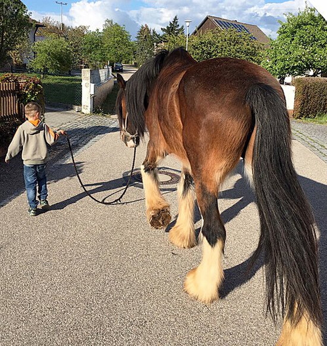 Neudorf. Die „Pferdehelden“ setzen auf tiergestützte Pädagogik. Seit drei Jahren helfen die Tiere von Jasmin und Toni Kellermann bei verhaltensauffälligen Kindern und Jugendlichen. Von Stephan Landgraf Lina (Name geändert) ist [&hellip;]