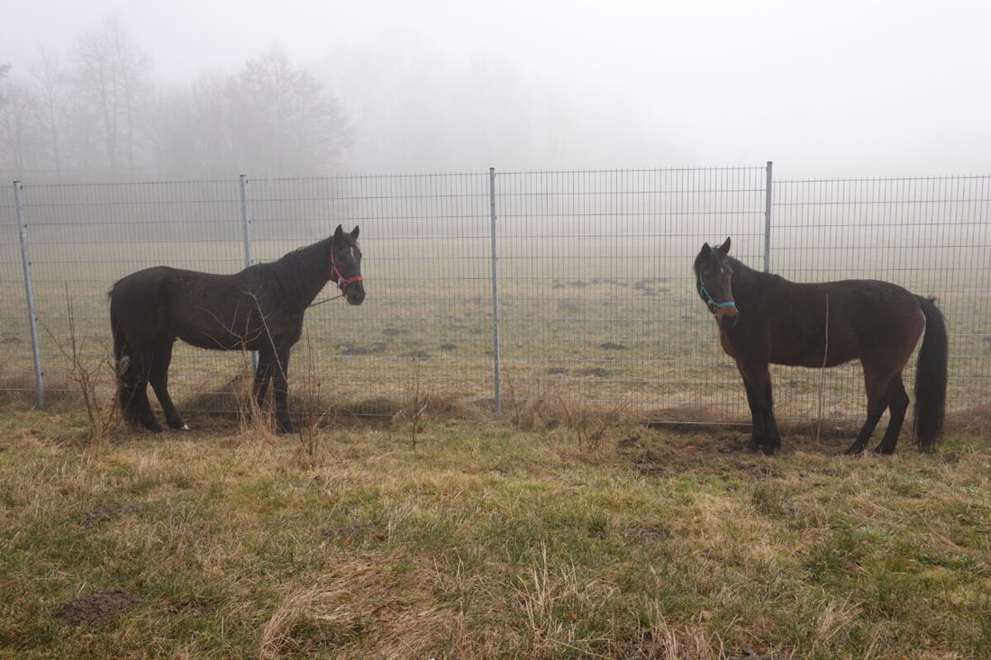 Waidhaus. Am 23. Februar 2025 kontrollierte die Grenzpolizei einen Kleintransporter mit Pferden; eines der Fahrzeuge war nicht ordnungsgemäß zugelassen. Zwei Pferde wurden vorübergehend versorgt, bis ein zugelassenes Fahrzeug sie abholte.