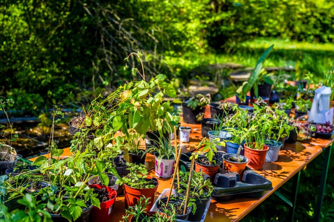 Theuern. Am Samstag, 25. April 2026, lädt das Kultur-Schloss von elf bis 15 Uhr zum Pflanzentauschtag auf die Mühlwiese ein. Dazu gibt es Programm für Familien und eine Kräuterwanderung um 13.30 Uhr für drei Euro.