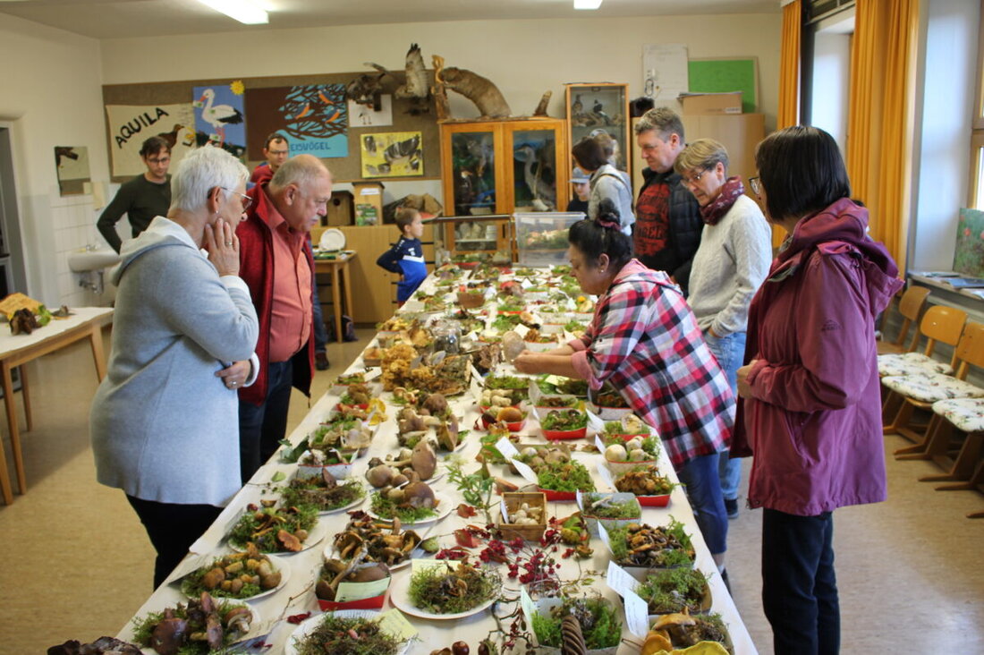 Burkhardsreuth. Bei der Pilzausstellung in Burkhardsreuth identifizierte Martina Franke einen seltenen Speisepilz und teilte Wissen über essbare sowie giftige Pilze.