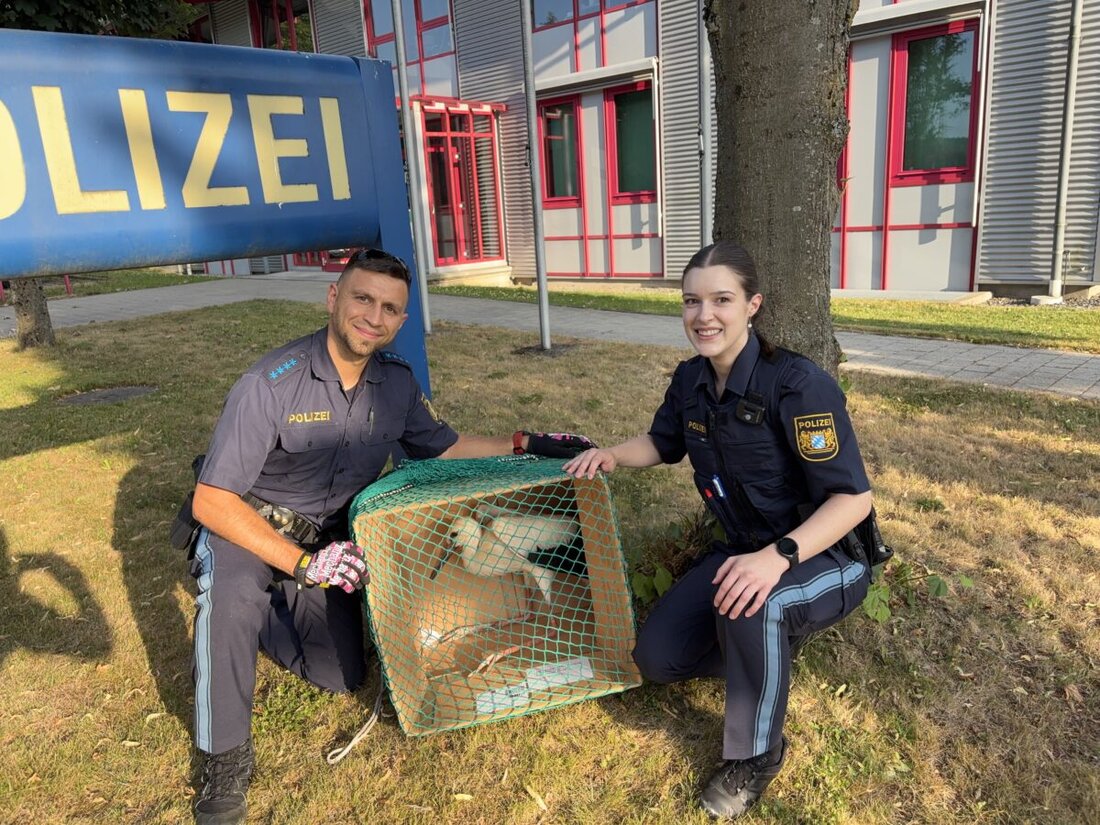 Pleystein. Ein verletzter Jungstorch wurde in einem Hausgarten am Stadtgraben Ost gefunden und von einer Polizeistreife behutsam eingefangen und zur Behandlung an die Vogelauffangstation Regenstauf übergeben.