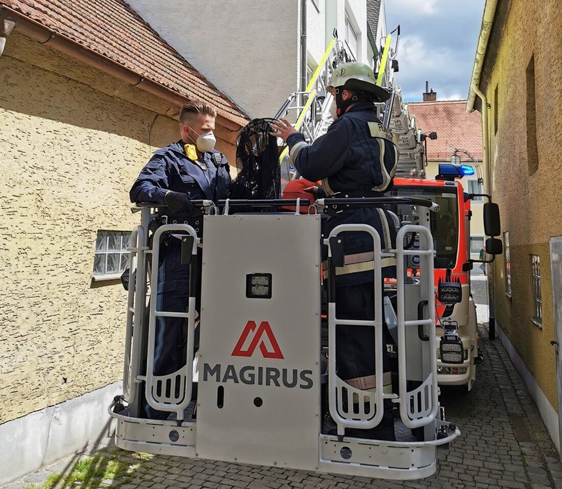 Weiden. Rettungsaktion über den Dächern der Weidener Innenstadt: Feuerwehr und Polizei haben am Wochenende einen jungen Wanderfalken in Not geborgen. 