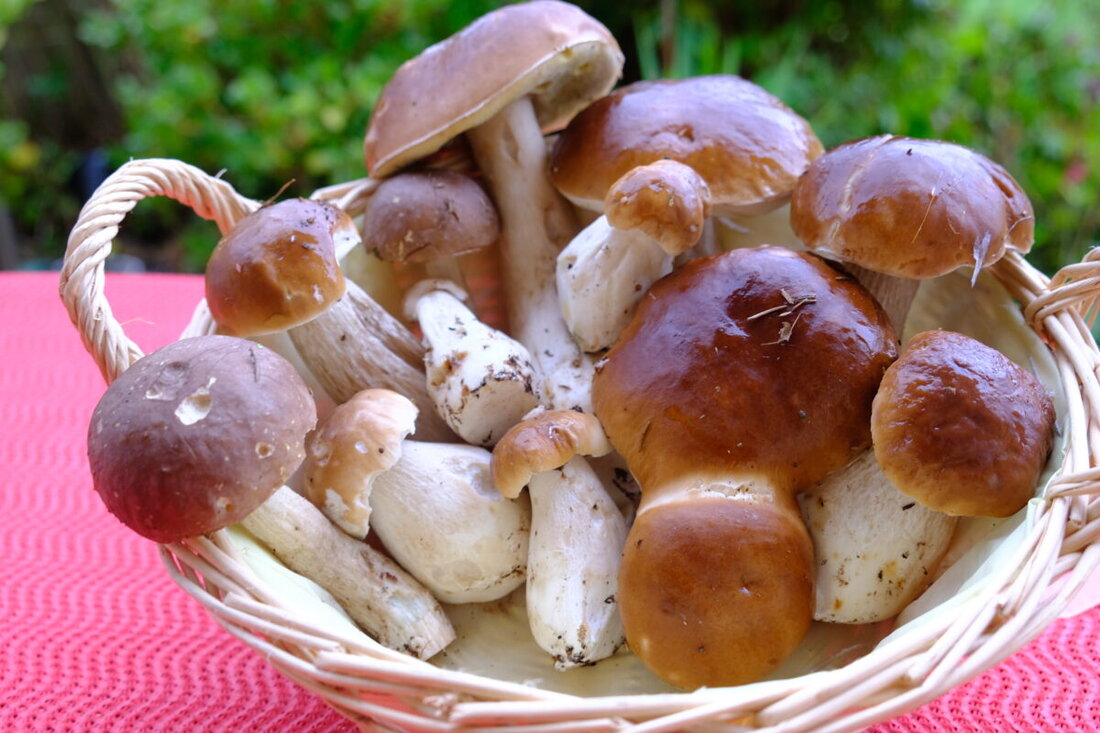 Eschenbach. Es gibt sie doch noch. Im Eschenbacher Stadtwald ist Steinpilzzeit.