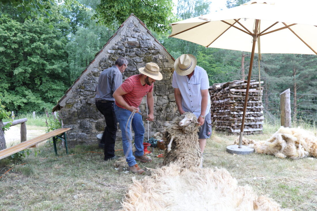 Neusath-Perschen. Am 1. Juni erklärt das Freilandmuseum Oberpfalz an einem Schaftag mit Spinntreffen die Verarbeitung von Wolle zu Kleidung.