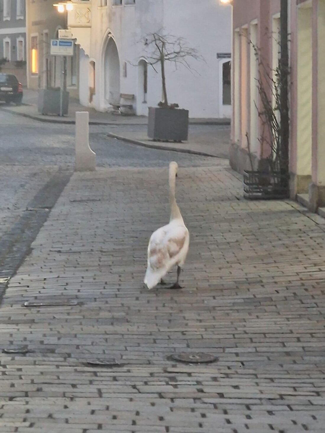 Sulzbach-Rosenberg. Ein Schwan, der auf dem Luitpoldplatz landete, unternahm einen unbeschwerten Spaziergang durch die Stadt unter Polizeibegleitung, bevor er sicher in die Altstadt geleitet wurde.
