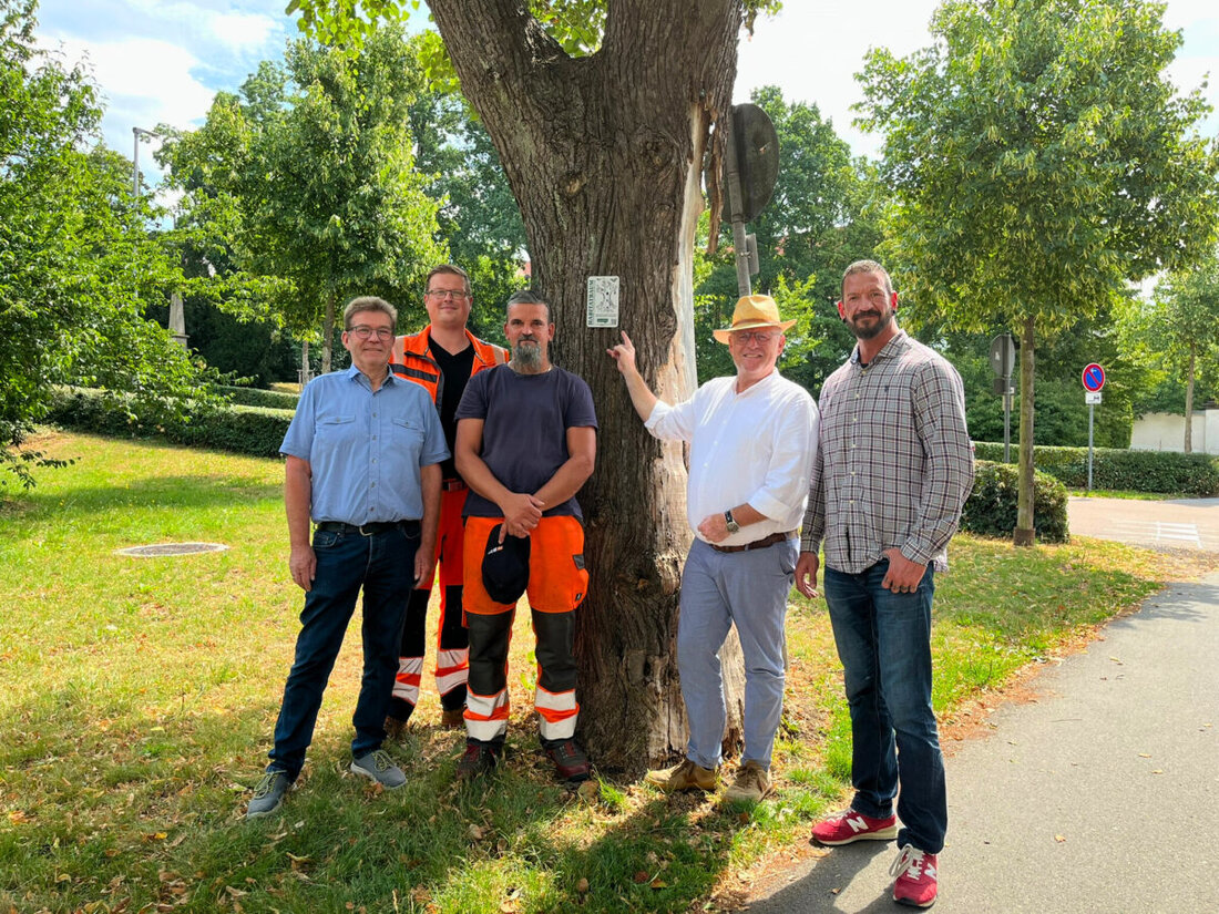 Schwandorf. Eine vermeintlich abgestorbene Linde in der Schwandorfer Kreuzbergallee bleibt bewusst stehen: Der Torso dient als sogenannter „Habitatbaum“ künftig zahlreichen Tierarten als wichtiger Rückzugsort – ein klares Bekenntnis der Stadt zu mehr Biodiversität.