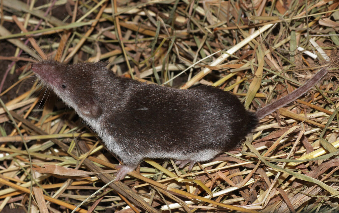 Tirschenreuth. Eine 57-jährige Person aus dem Landkreis Tirschenreuth ist im Bezirksklinikum Regensburg an einer Infektion mit dem Bornavirus (BoDV-1) verstorben. Die weiteren Ermittlungen des Gesundheitsamtes laufen. Das teilte am Donnerstagvormittag ein Sprecher des Landratsamtes Tirschenreuth mit.